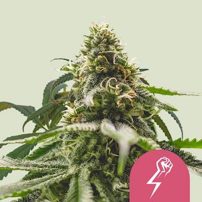 Green Crack Punch > Royal Queen Seeds | Graines Féminisées  |  Hybride